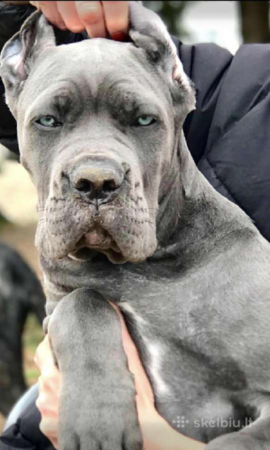 Cane Corso šuniukai su kilmės dokumentais - nuotraukos Nr. 4