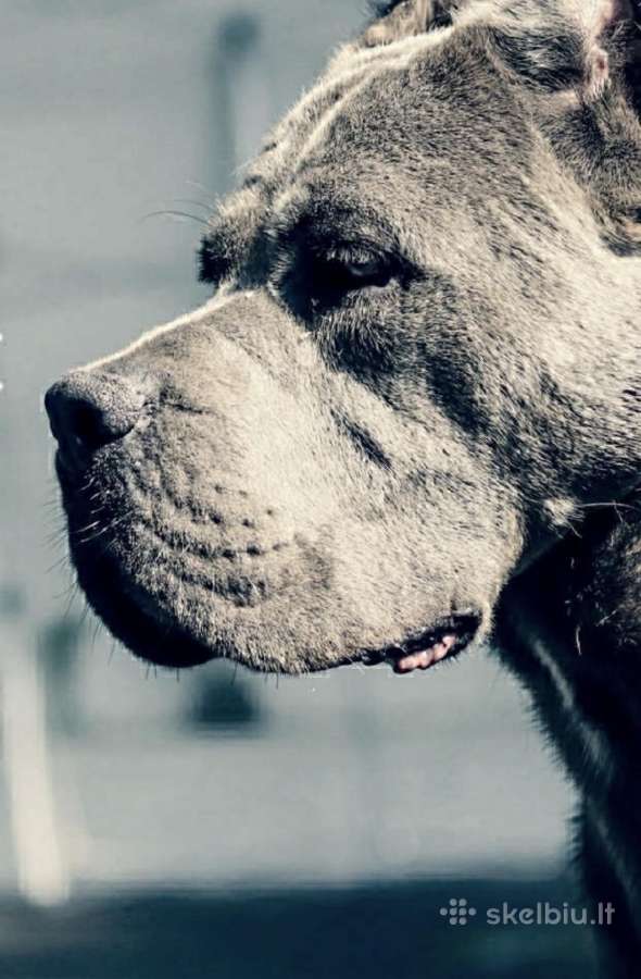 Cane Corso šuniukai su kilmės dokumentais - nuotraukos Nr. 3