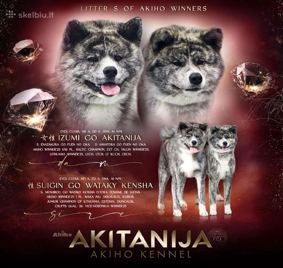 Akita - nuotraukos Nr. 11