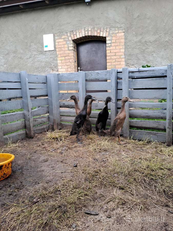 Indijos bėgikai