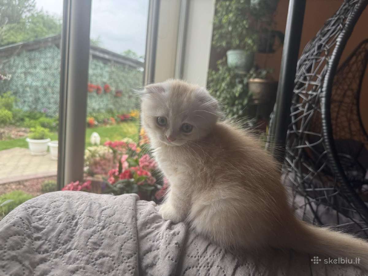 Cream tabby berniukas.