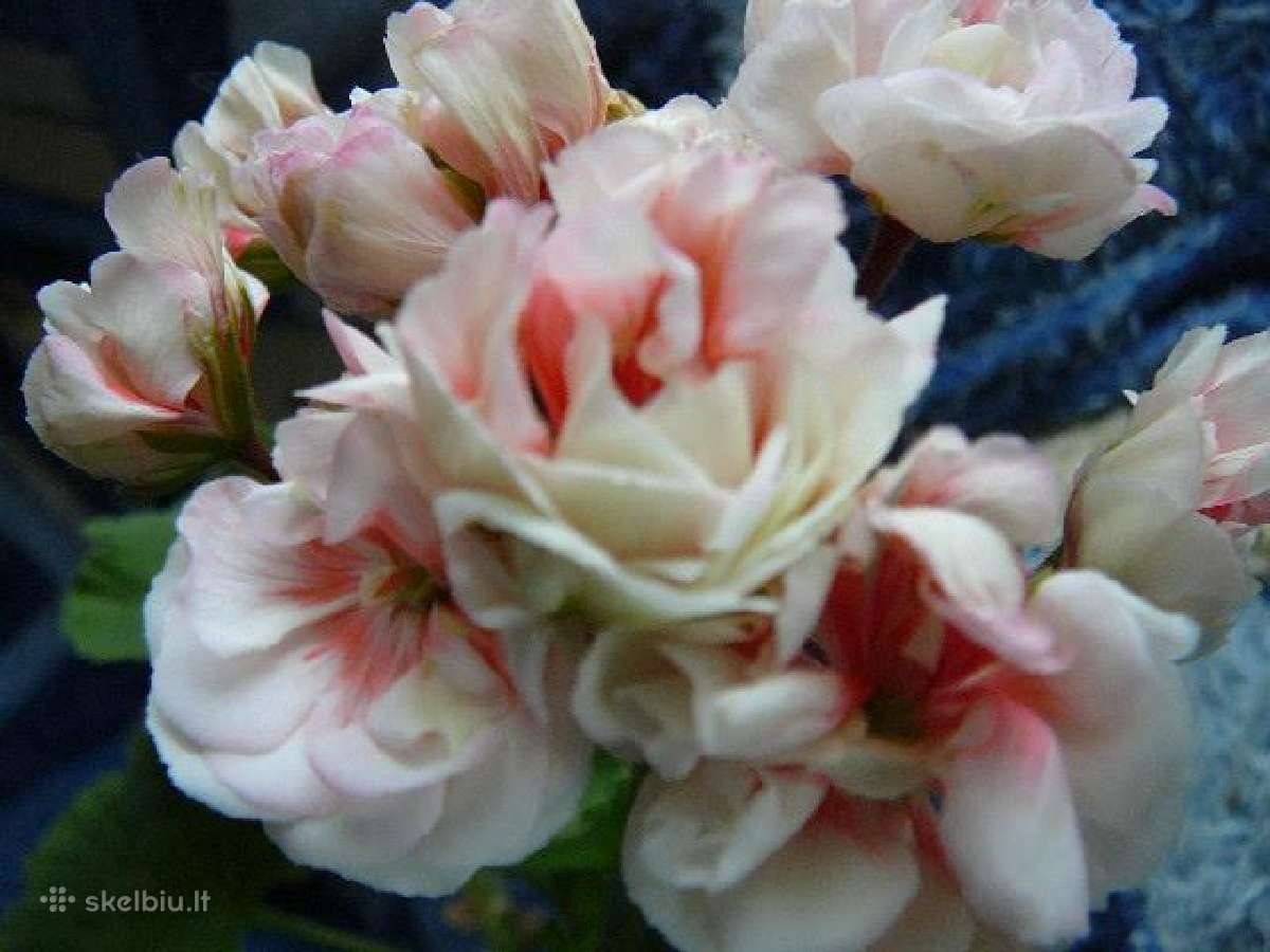 Pelargonijos - didelis pasirinkimas - nuotraukos Nr. 23