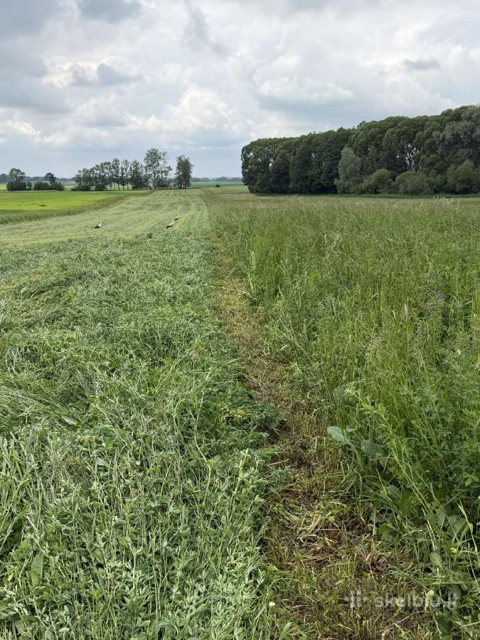 Šiaudų rulonai, šienainio rulonai - nuotraukos Nr. 5