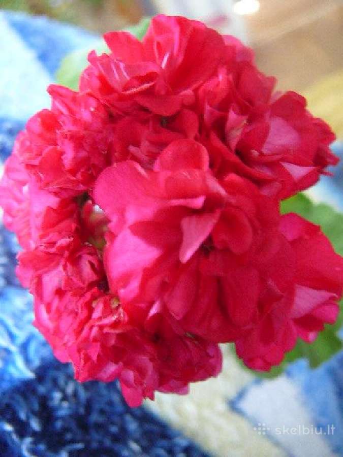 Pelargonijos - didelis pasirinkimas - nuotraukos Nr. 22
