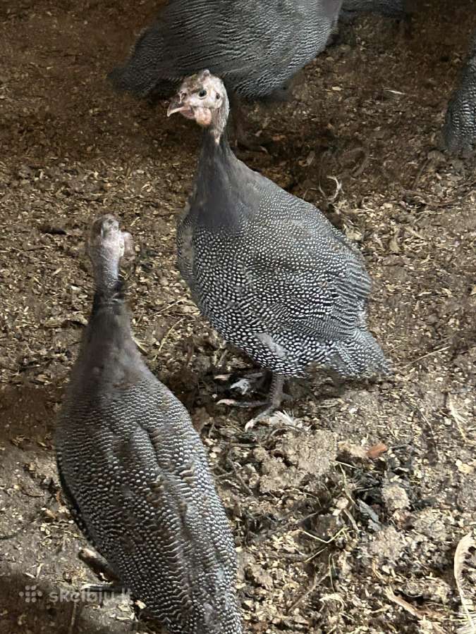 Patarskos