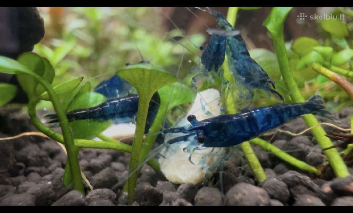Blue dream krevetės - nuotraukos Nr. 2