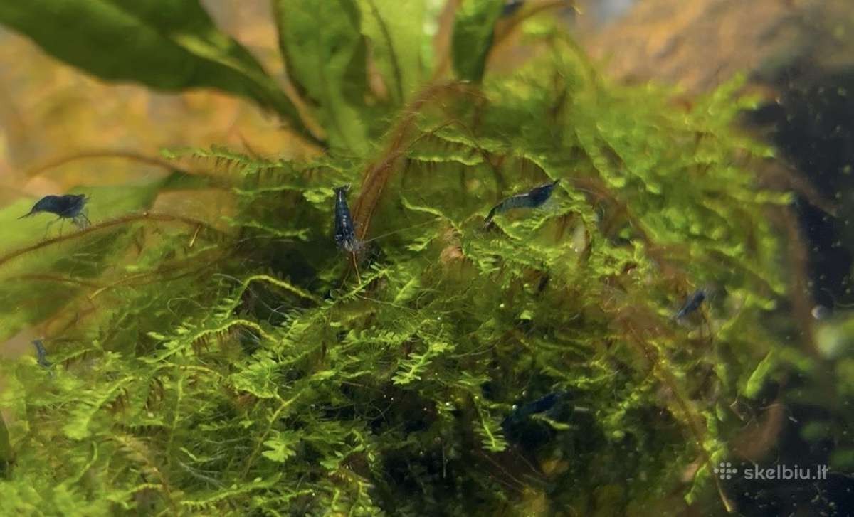 Blue dream krevetės - nuotraukos Nr. 3