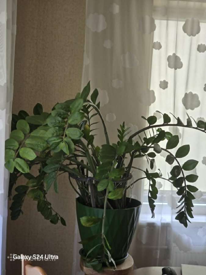 Pinigų medis