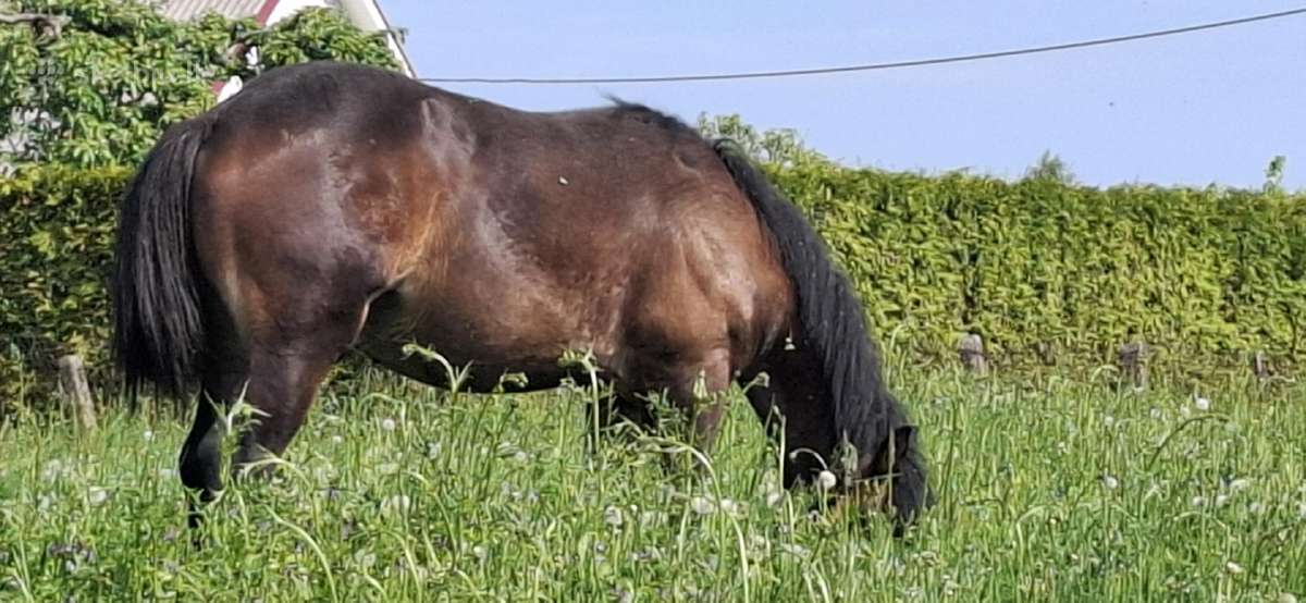 Parduodu erziliuka 11menesiu turi pasa cipa