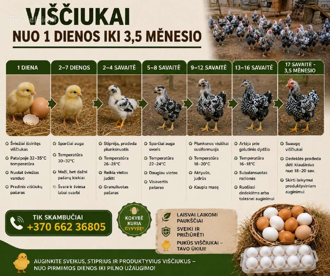 Kiaušiniai perinimui - nuotraukos Nr. 5