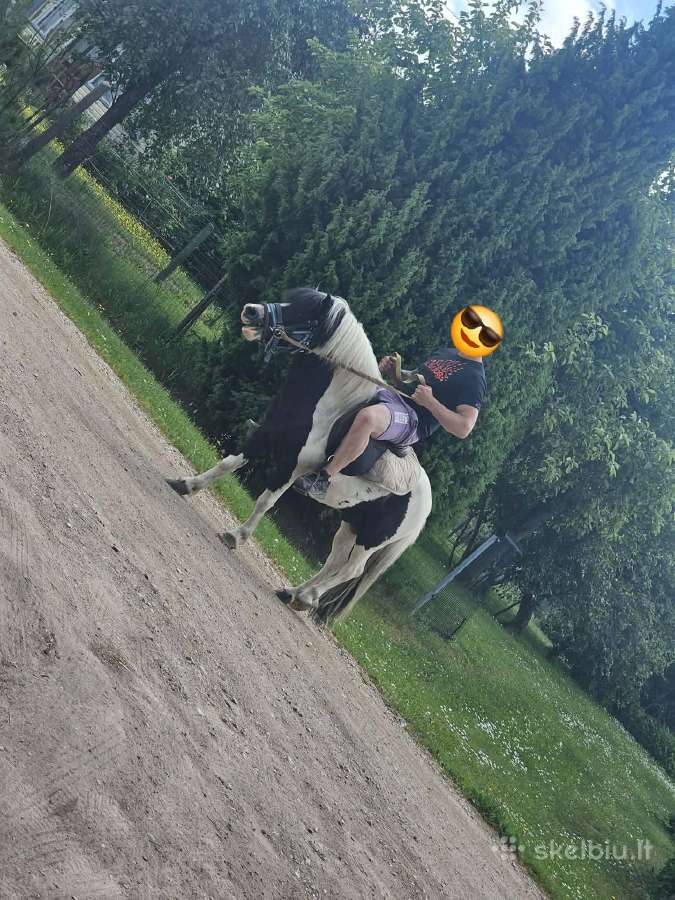 Žirgai ponis