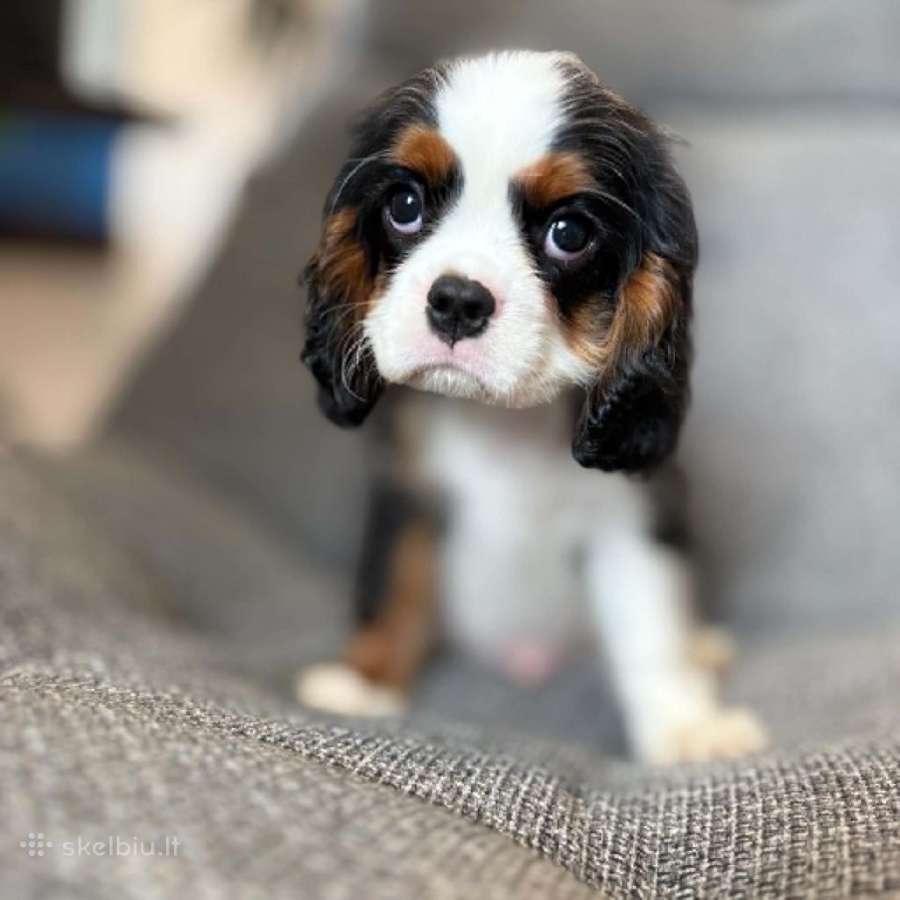 Kavalieriaus karaliaus Karolio spanieliukai