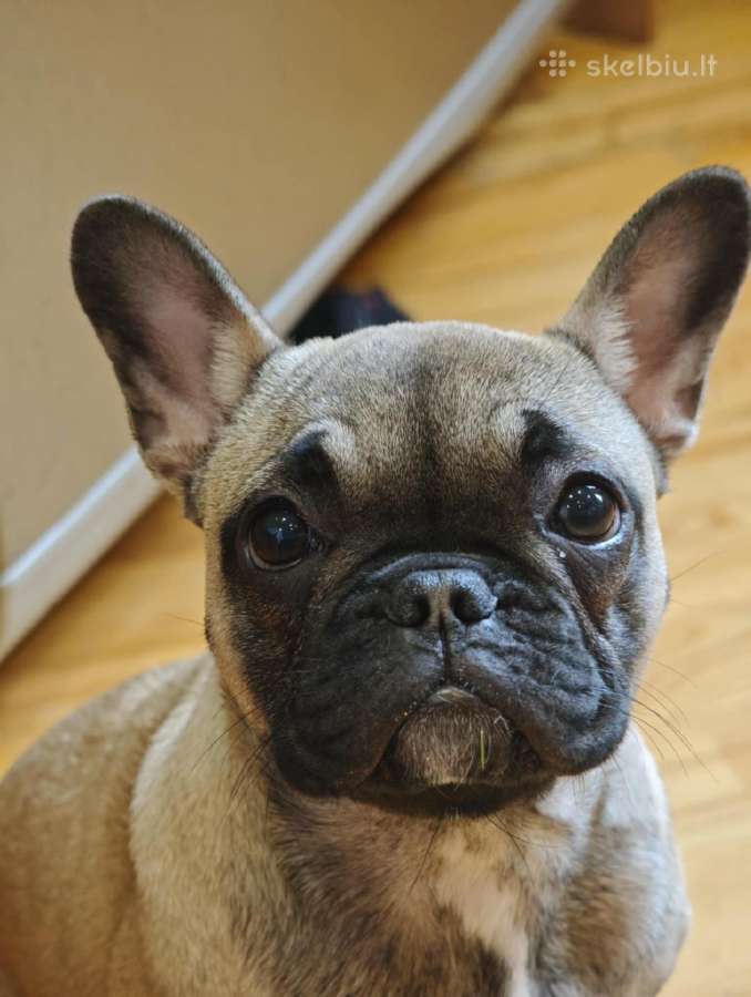Prancūzų buldogo patelė