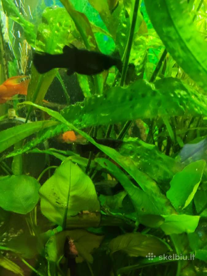 Parduodu papugas blue,molinezijas - nuotraukos Nr. 3