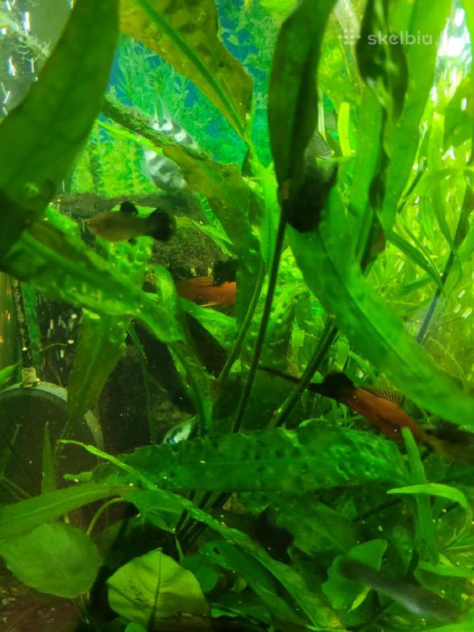 Parduodu papugas blue,molinezijas - nuotraukos Nr. 4