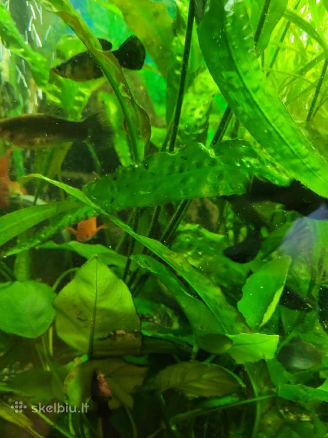 Parduodu papugas blue,molinezijas - nuotraukos Nr. 5