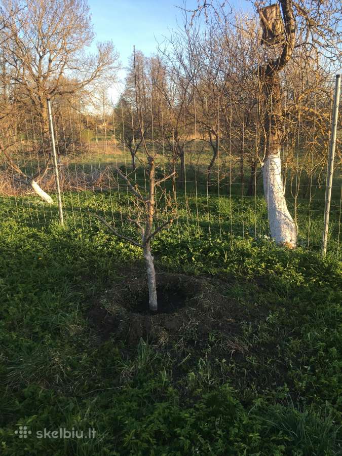 Priimčiau 4 avis į 30arų aptvarą Skapiškyje - nuotraukos Nr. 2