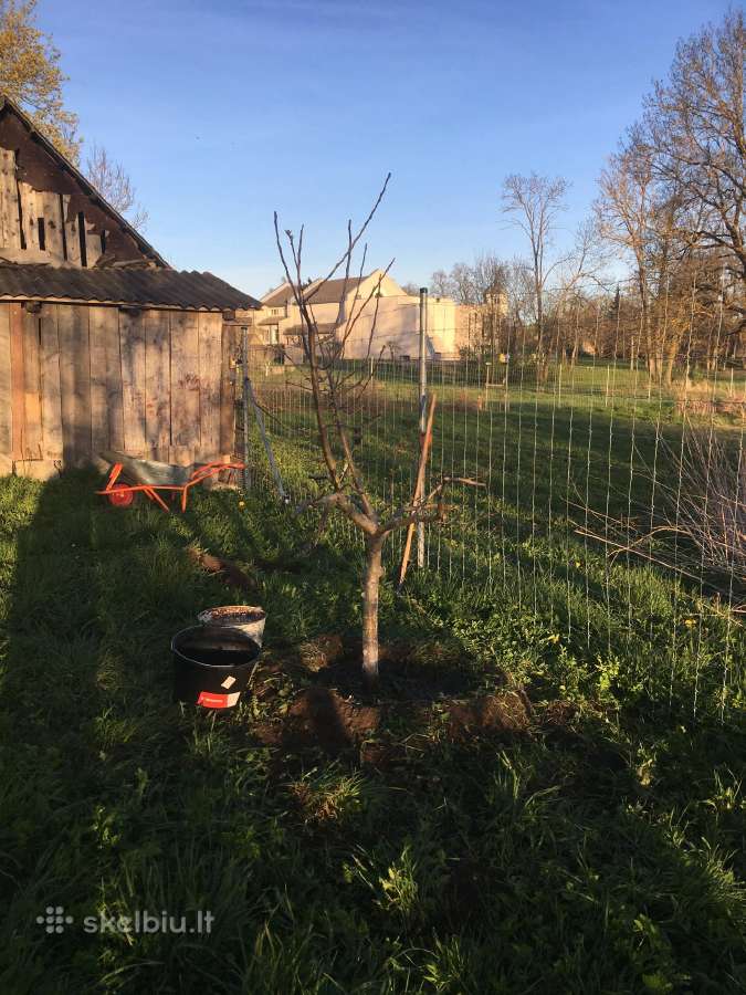 Priimčiau 4 avis į 30arų aptvarą Skapiškyje - nuotraukos Nr. 3
