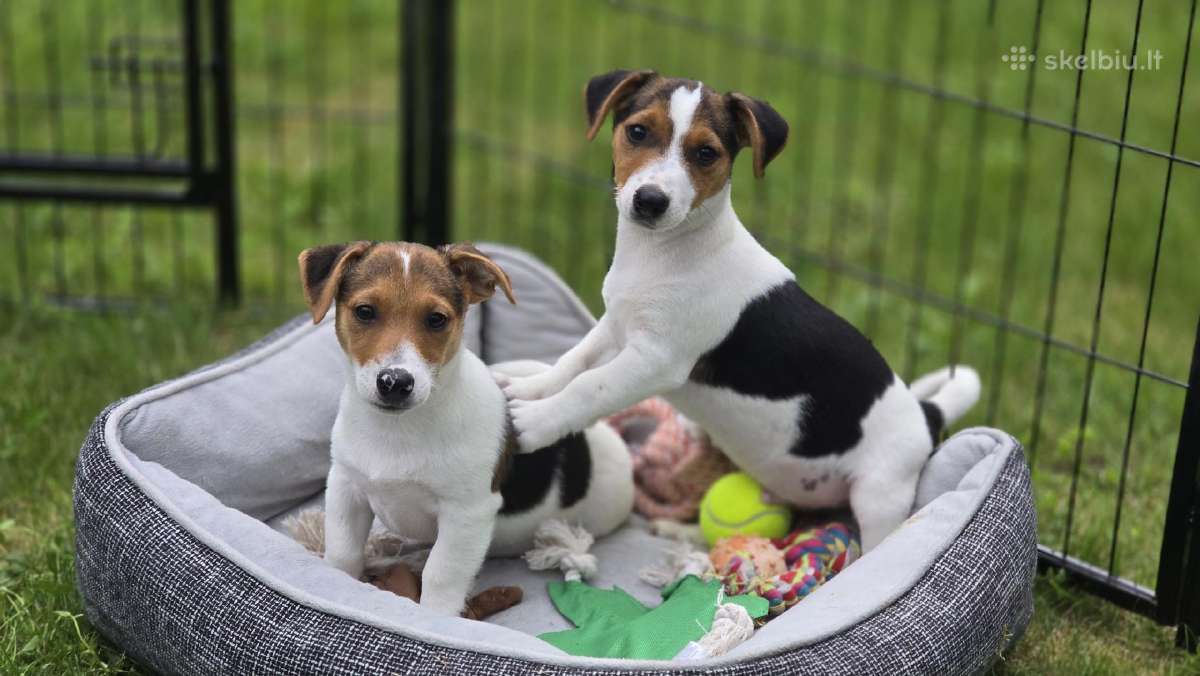 Parduodami Jack Russell šuniukai