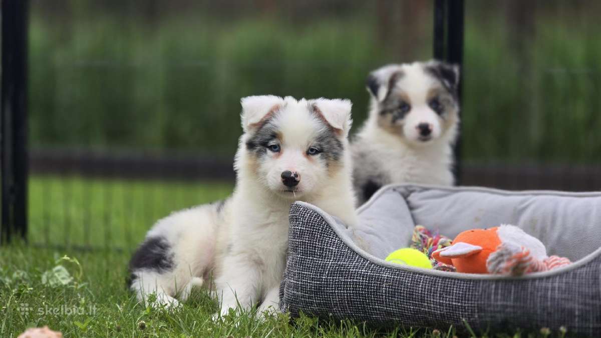 Parduodami Border Collie šuniukai