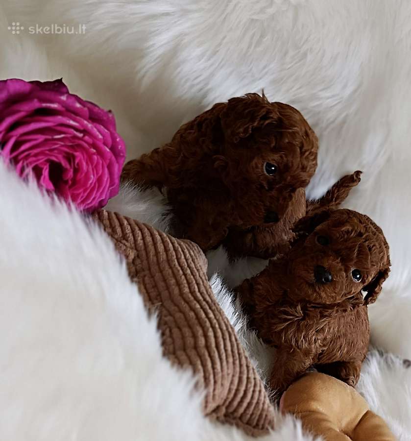 Rezervuojami Gražus Toy Pudeliukai!