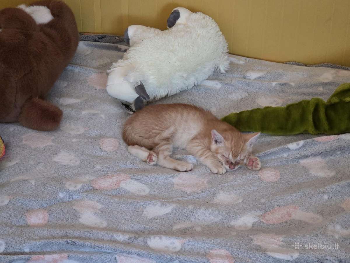 Kitten