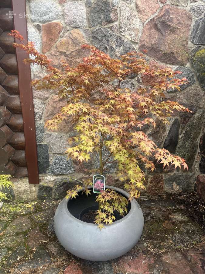 Japoniški klevukai