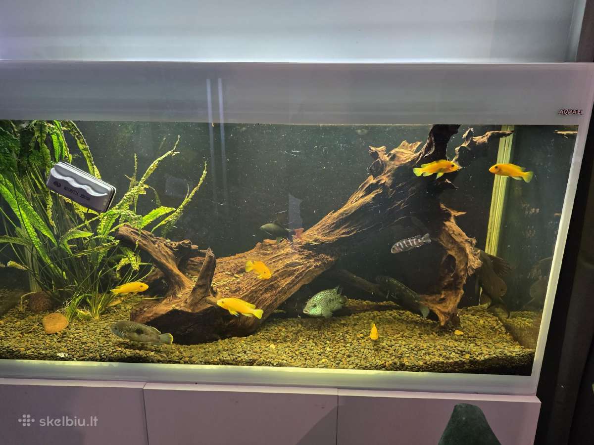 Akvariumo šaka