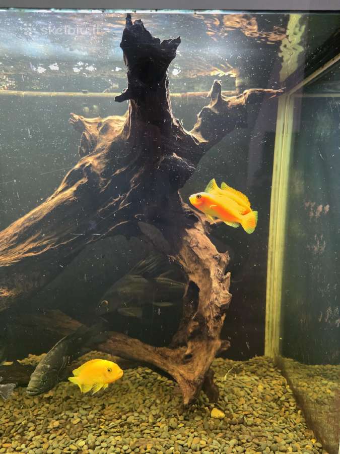 Akvariumo šaka - nuotraukos Nr. 2
