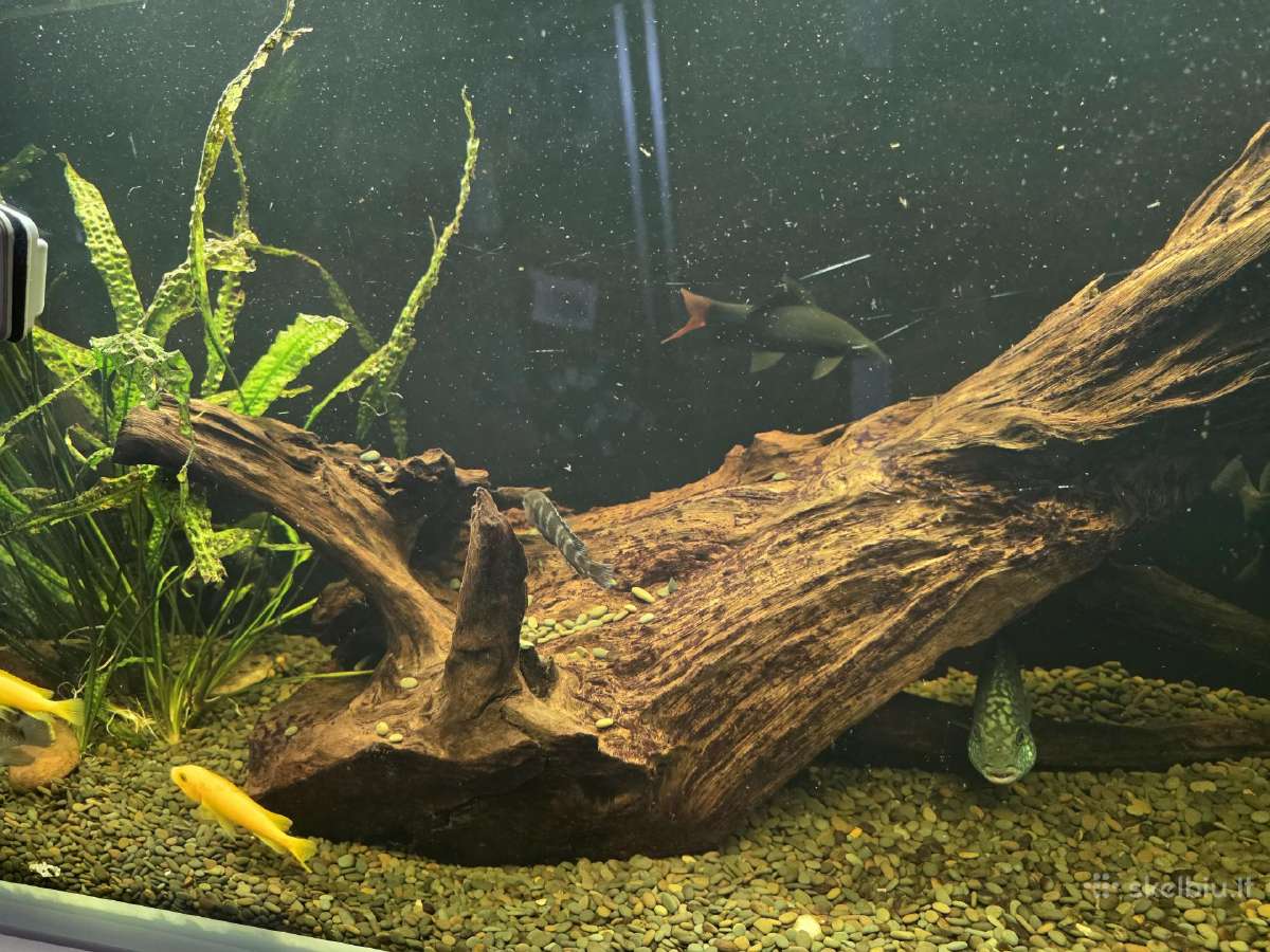 Akvariumo šaka - nuotraukos Nr. 3