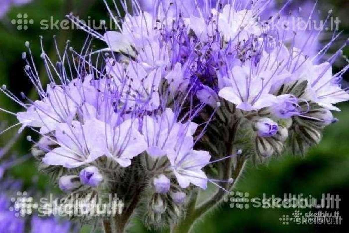 Medingi augalai, Facelija, garstycia, dobiliukai