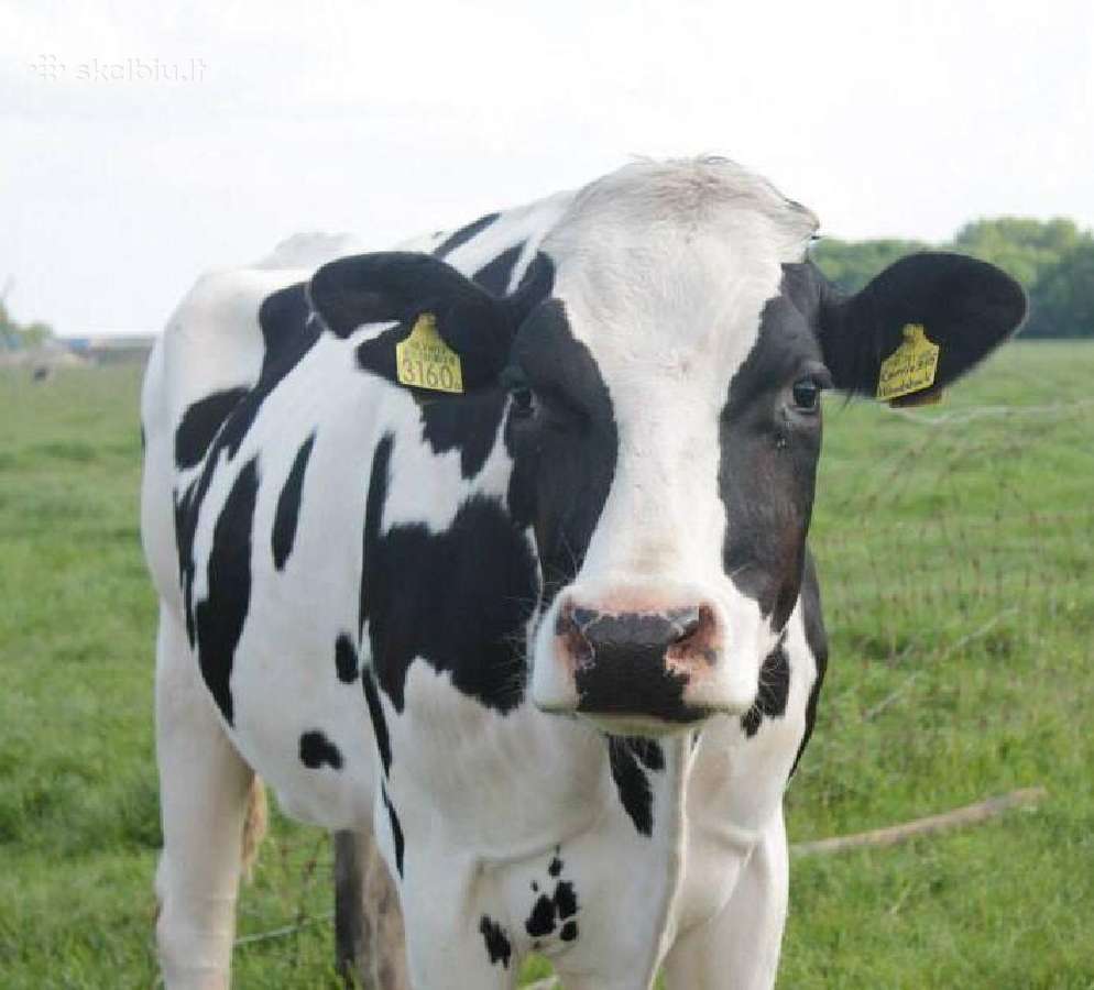 Veršingos Holštein telyčios