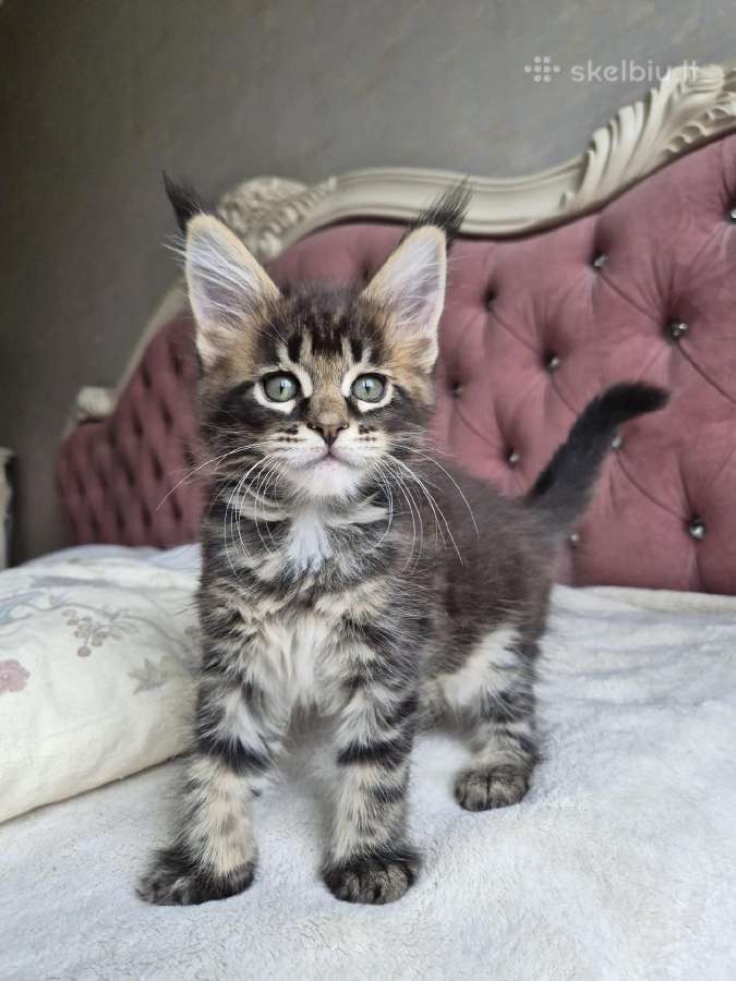 Mainecoon girl