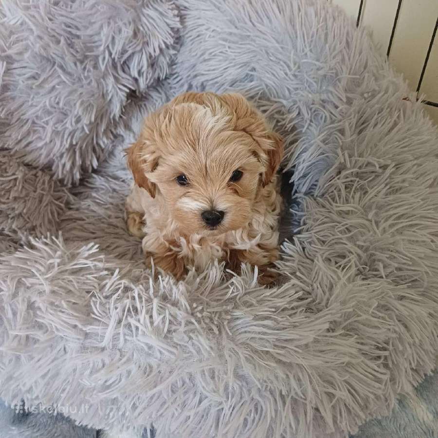 Maltipoo