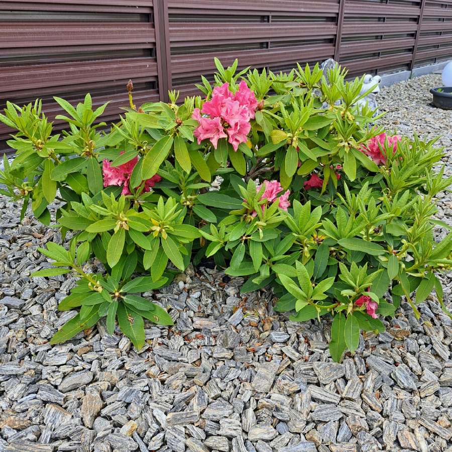Rododendrai