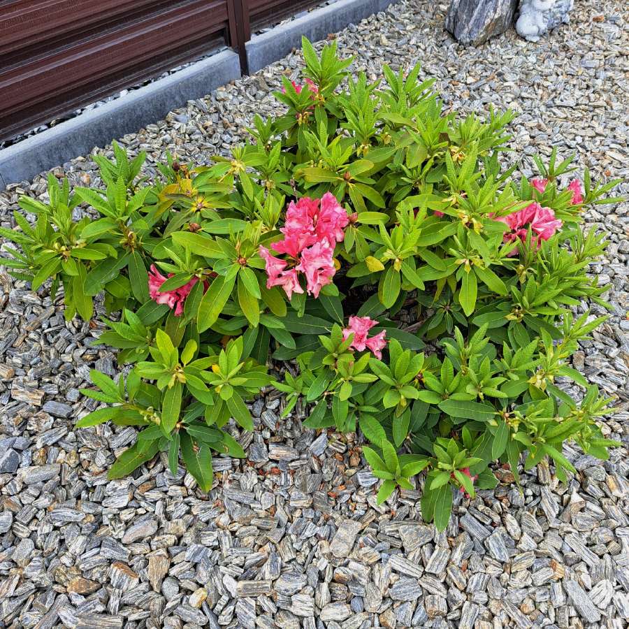 Rododendrai - nuotraukos Nr. 2