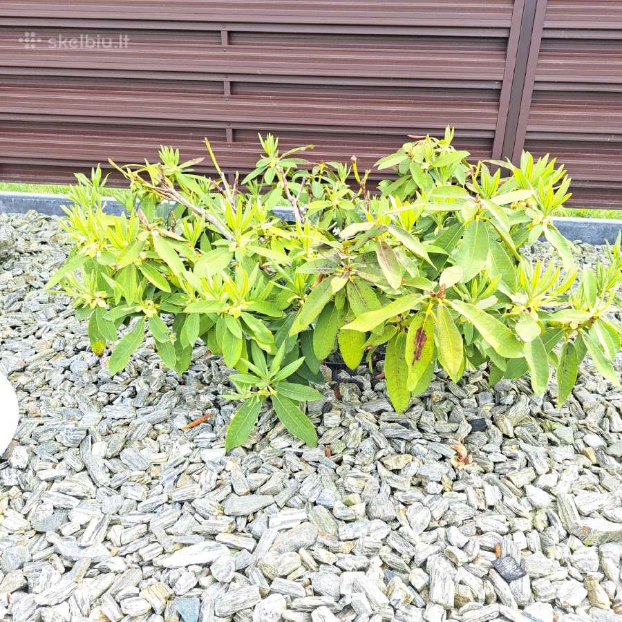 Rododendrai - nuotraukos Nr. 3