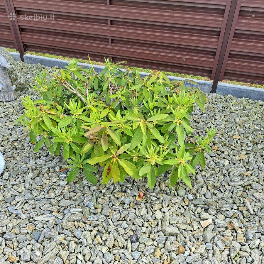 Rododendrai - nuotraukos Nr. 4
