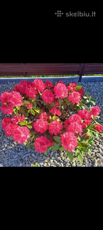 Rododendrai - nuotraukos Nr. 7