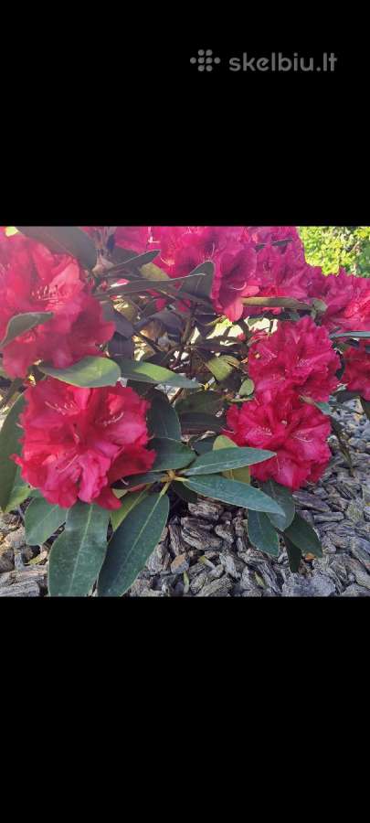 Rododendrai - nuotraukos Nr. 8