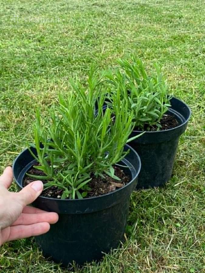 Levandų sodinukai 3l vazonuose - stiprūs, 2-mečiai
