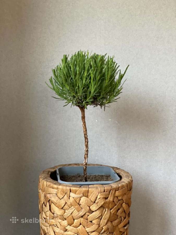 Levanda ant stiebo (formuota)