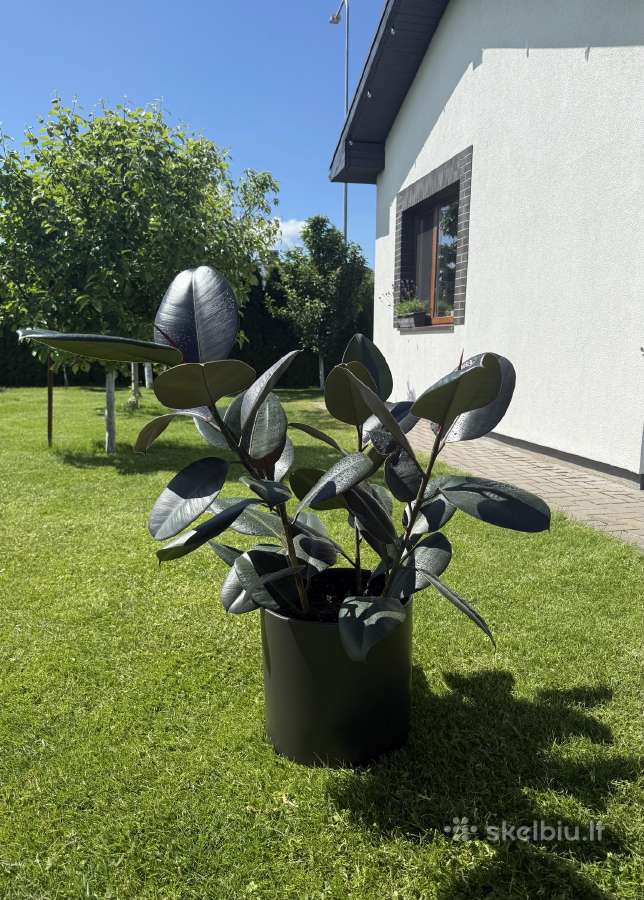 Parduodamas stambialapis fikusas (Ficus elastica)