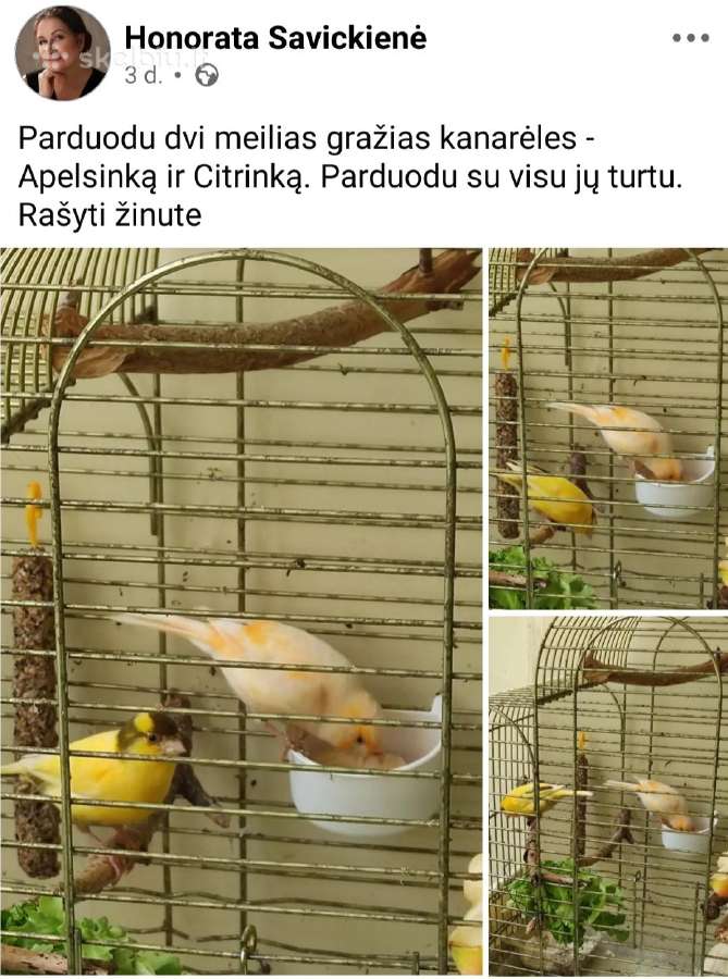 Kanarelės