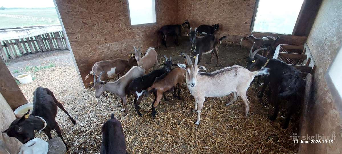 Ožkos