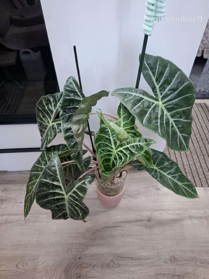 Alocasia Pink Dragon