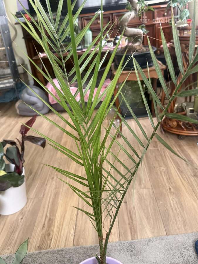 Kanarinis finikas palme