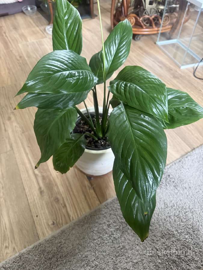 Spathiphyllum ( vėzdūnė)