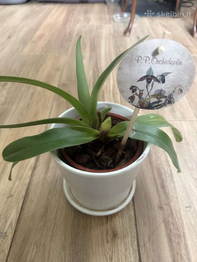 Raibuolė ( orchideja)