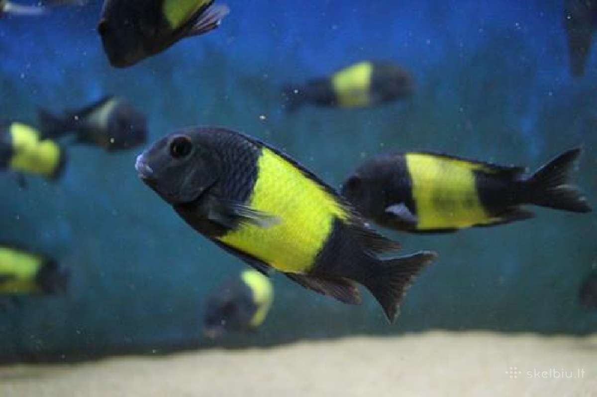 Tropheus Ikola